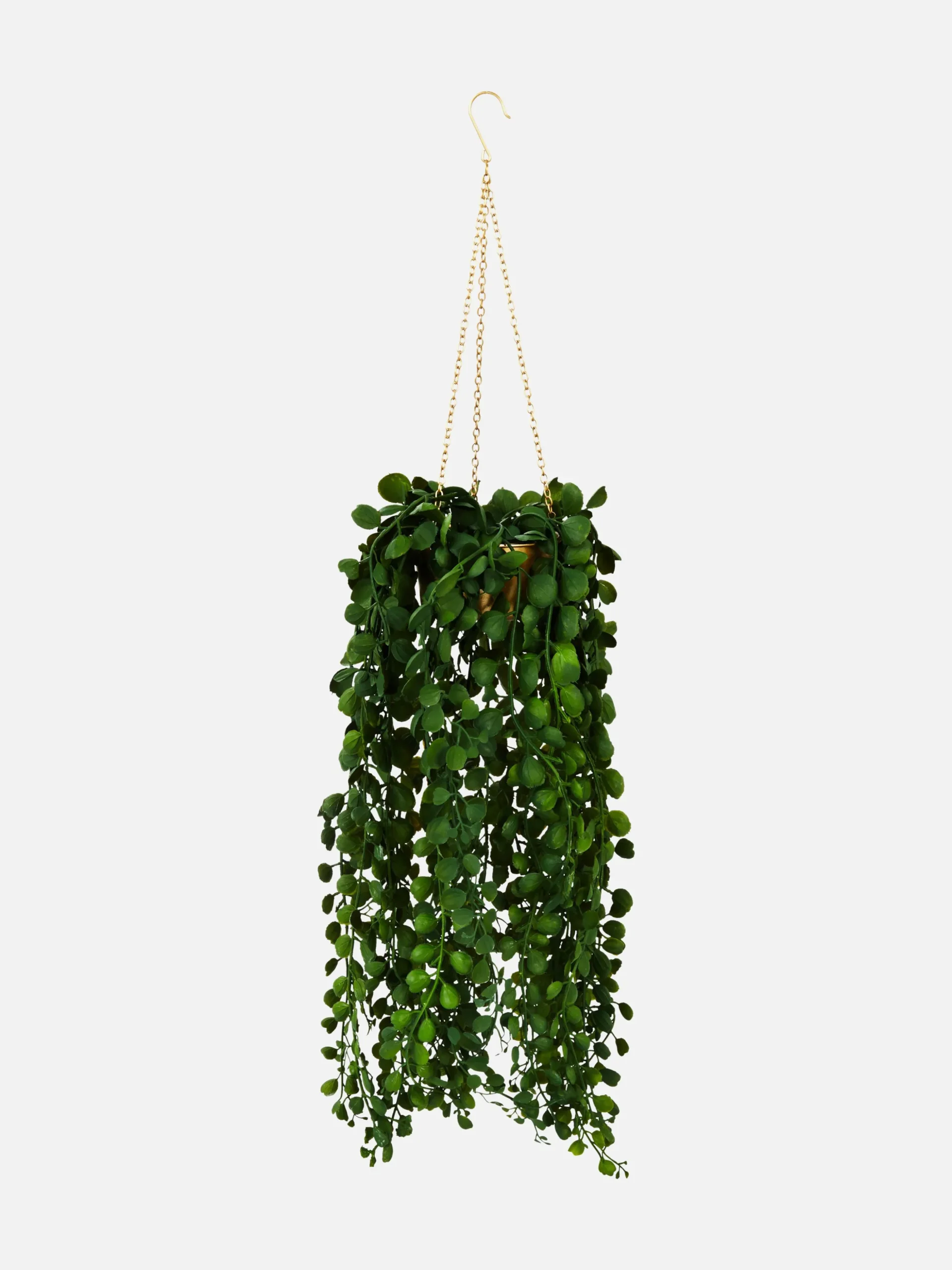 Hangende Imitatievetplant In Pot