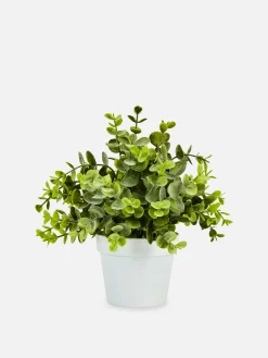 Kleine Imitatie Eucalyptusplant